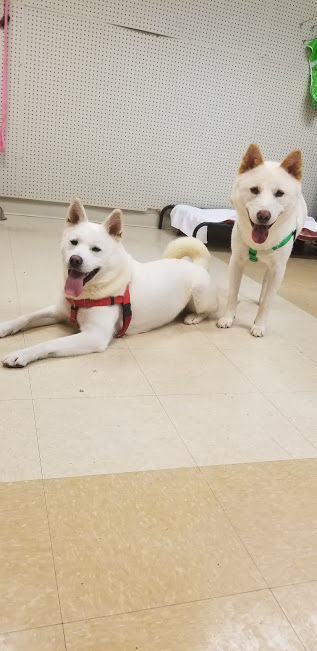 Humane Indiana takes in first international rescues, 5 dogs from South Korean dog meat farm